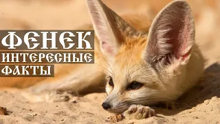 Степная лисица Фенек - интересные факты