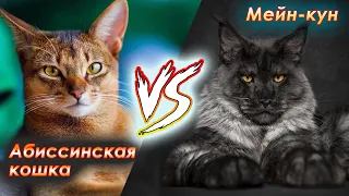 Мейн-кун или абиссинская кошка? Какую породу выбрать? Рассказывает заводчик этих двух чудесных пород