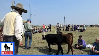 Why Did They Use Oxen? - Living History