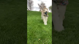 Aussiedoodle running her ball back in slow motion #shorts