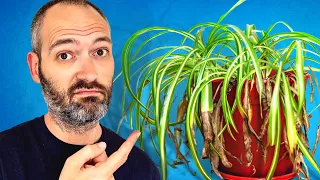 Common Plant Advice You Should Ignore