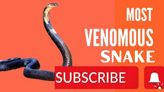 Most venomous snakes in the world | Killer in the world snakes | #DD Travel And Knowledge |