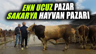 En Güncel Sakarya Hayvan Pazarı Fiyatları | Piyasa Ne Olacak ?