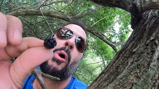 Mulberry Harvest: the Fast Fun way!