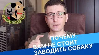 Почему не стоит заводить собаку? 15 причин