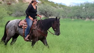 Gorgeous AQHA Blue Roan For Sale!