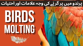 What is Molting in Lovebirds | Molting in Birds | Symptoms and Precautions