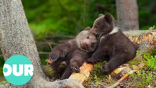 Cuteness Overload With Fluffy And Adorable Bears | Our World