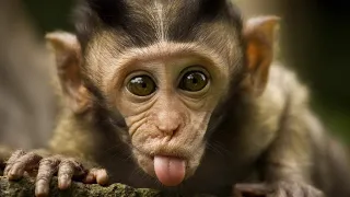 Funny Monkey Videos A Funny Monkeys Compilation 2018