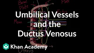 Umbilical vessels and the ductus venosus | Circulatory system physiology | NCLEX-RN | Khan Academy