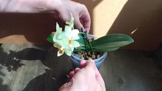 чтобы у ОРХИДЕИ СОК НЕ СОСАЛИ, щитовка на орхидее - легко избавиться!