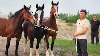 БАЙ БАЙ УЛУГБЕК НИМАЛАР ДЕДИ.. УРГОЧИ ОТЛАР СОТИЛАДИ.. СЕТОРА🤔(Mus Tv)(OT)