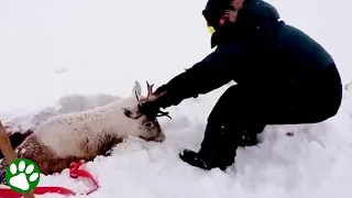 Reindeer found buried alive in snow
