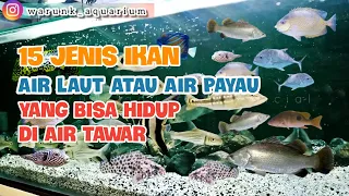 15 Ikan Air Laut atau Air Payau Yang Bisa Hidup di Air Tawar - Terbaru 2022