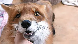 Как мурчит лиса - Звуки лисы
