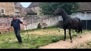 Magnificent horse becomes impossible to handle after an injury!