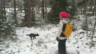 Spåra i skogen på vintern.