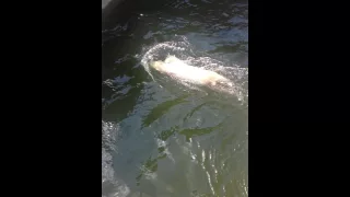 Белый медведь веселится в бассейне. White bear in the swimingpool