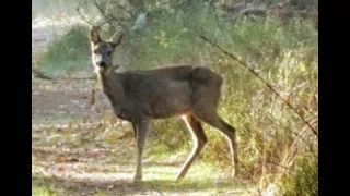 Animals Passing Wildcam