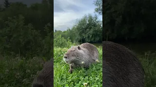 Нутрія в Оствиці (Рівне)