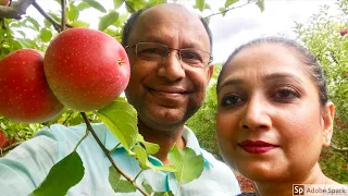 আমেরিকার আপেল বাগানে একদিন | Apple Orchard & Hayride, NJ, USA | U Pick Fruit Garden. All You Can Eat