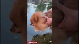 A Cute 🥰 Pomeranian with Incredible Water Skills # Dog
