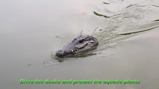 Remote Control Crocodile Head