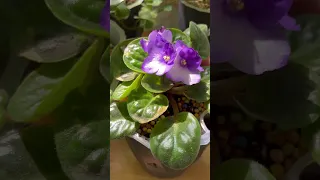 Choose the Right Pot for Your African Violet