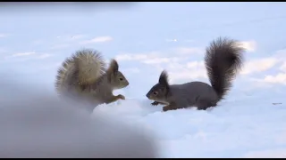 Nos voisins les écureuils ont la forme ! Chez nous (en Laponie), la neige c'est de la bonne !