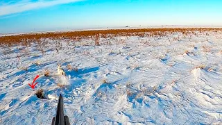 Охота на зайца по белой тропе. Разбудили косого! Крупный самец лежал до последнего!