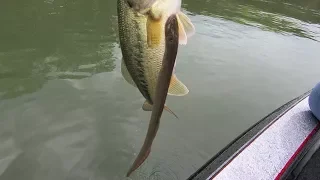 Parasitic Lamprey "Eel" on Chickamauga Bass!  Seriously creepy & gross! (Chestnut, NOT Sea Lamprey!)