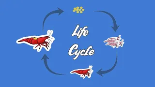 The Truly FASCINATING Life Cycle of the Humble Red Cherry Shrimp