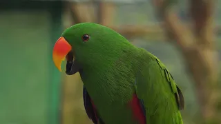 Parrot Makes Car Sounds!