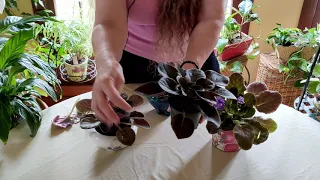 How to Prune African Violets