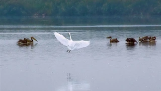 Озеро Хула ...Израиль..