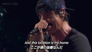 【和訳】Sick Love ‐ Red Hot Chili Peppers (Live)