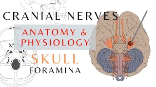 Cranial Nerve and the Skull | Easy Quick Review | Anatomy & Physiology | #cranialnerves #shorts