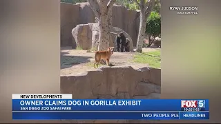 Stray Dog That Wandered Into SD Zoo Safari Park Gorilla Habitat Claimed By Owner