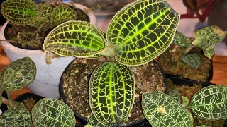 Growing jewel orchids: Giving them another chance...