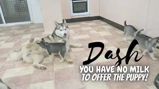 DASH YOU HAVE NO MILK TO OFFER THE PUPPY! | HUSKY DAD PLAYING WITH HIS PUPPIES FOR THE FIRST TIME!
