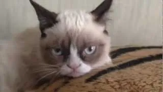 Самый серьезный кот в мире (Grumpy Cat)