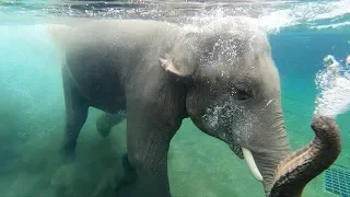 Elephants swimming in Elephant Lands