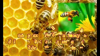 Цікаві факти про бджіл