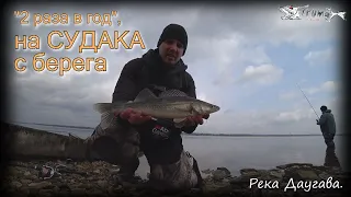 "2 раза в год" на судака с берега. Дропшот.