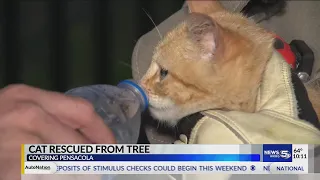 VIDEO: Escambia County, Fla., firefighters rescue cat stuck in tree for more than a week