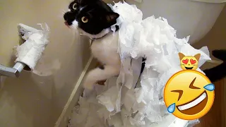 Best Funny Dog & Cat Video 😹🐶 Cute  Animal 2024 😍😆part 39