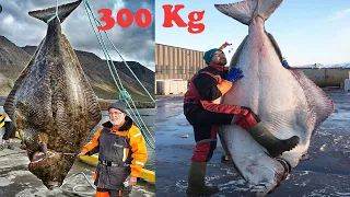 Amazing Giant Halibut Fishing On The Sea - Fastest Halibut Fillet Processing Skills