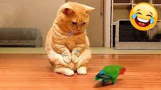 Funny Animal Videos 2023 😂 - Funniest Cats And Dogs Video 😺😍 #134