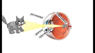 Органы чувств. 1часть. Зрение.