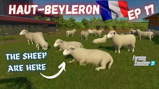 HAUT-BEYLERON - EP17 | THE SHEEP ARE HERE | FS22 | PS5 | Farming Simulator 22 (Let's Play)